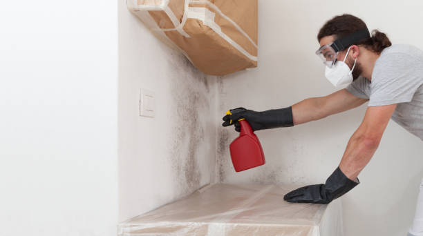 Basement Mold Remediation treatment on basement walls in Fanwood